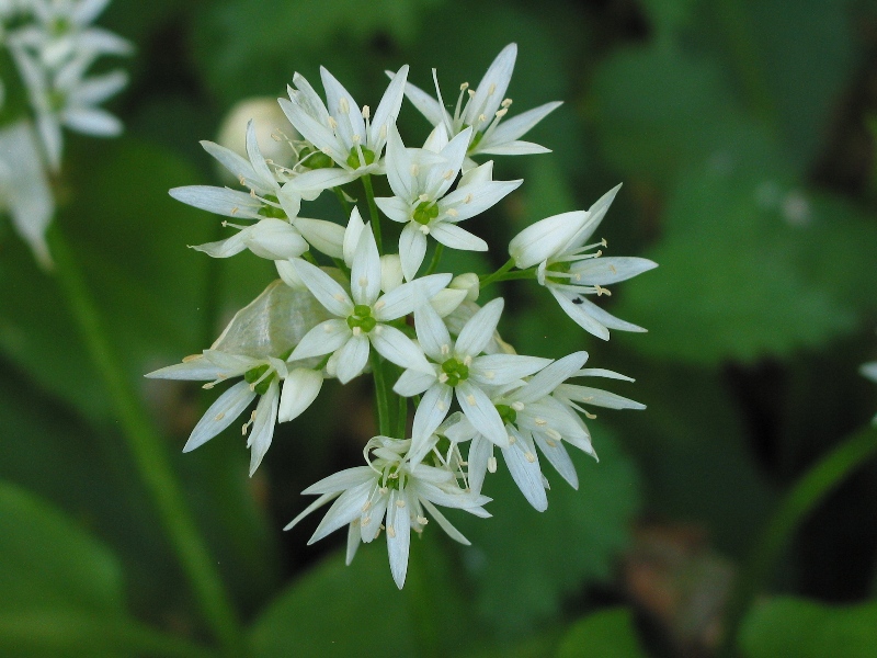 Blüte vom Bärlauch