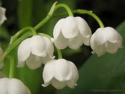 Blüte vom Maiglöckchen