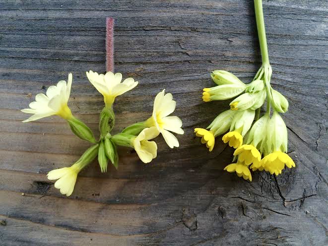 links: Primula Elatior, rechts: Prilmula Veris