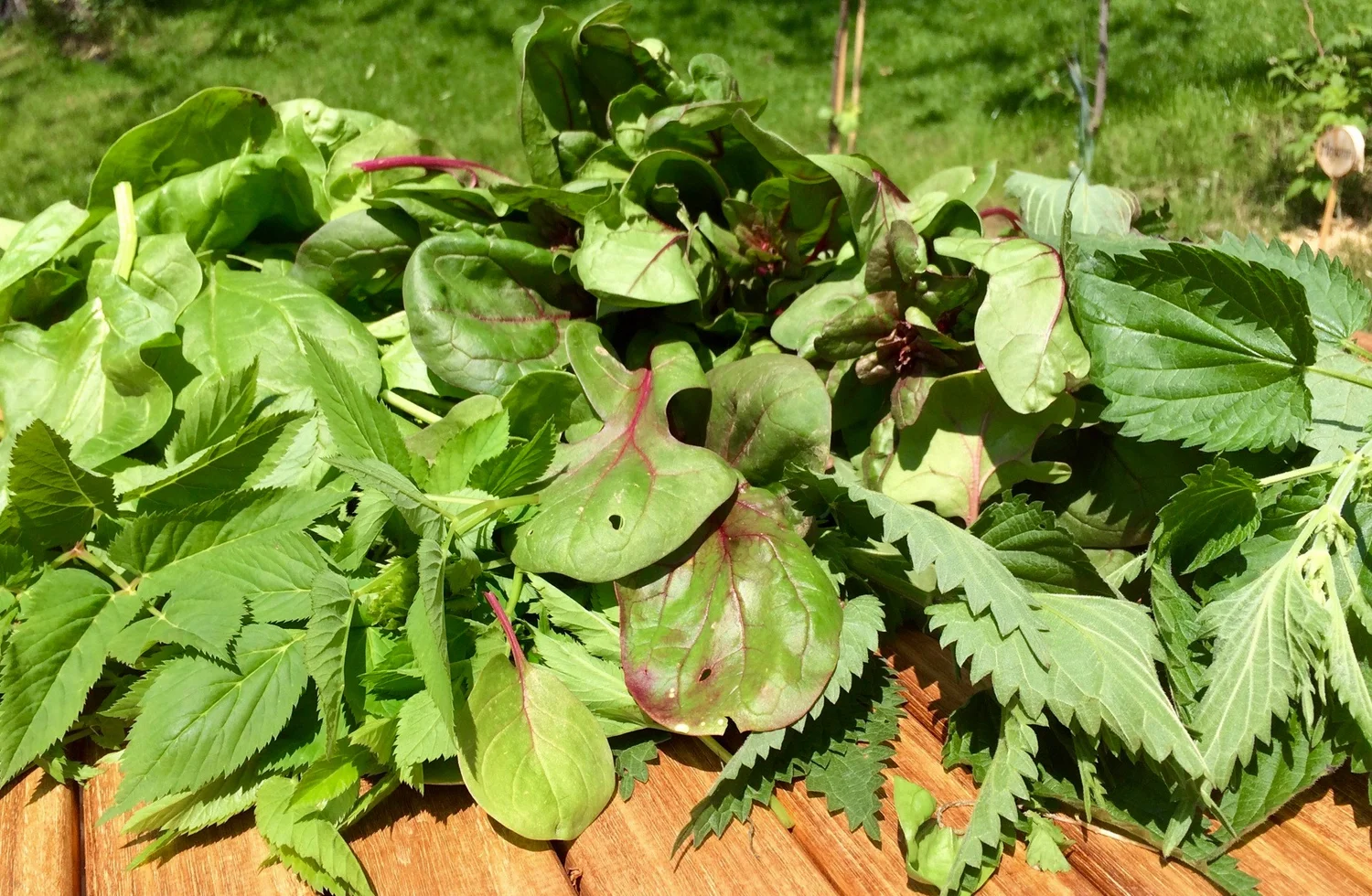 Powerspinat: Spinat, Brennnessel & Giersch — Gesund mit Natur Powerspinat: Spinat, Brennnessel & Giersch — Gesund mit Natur