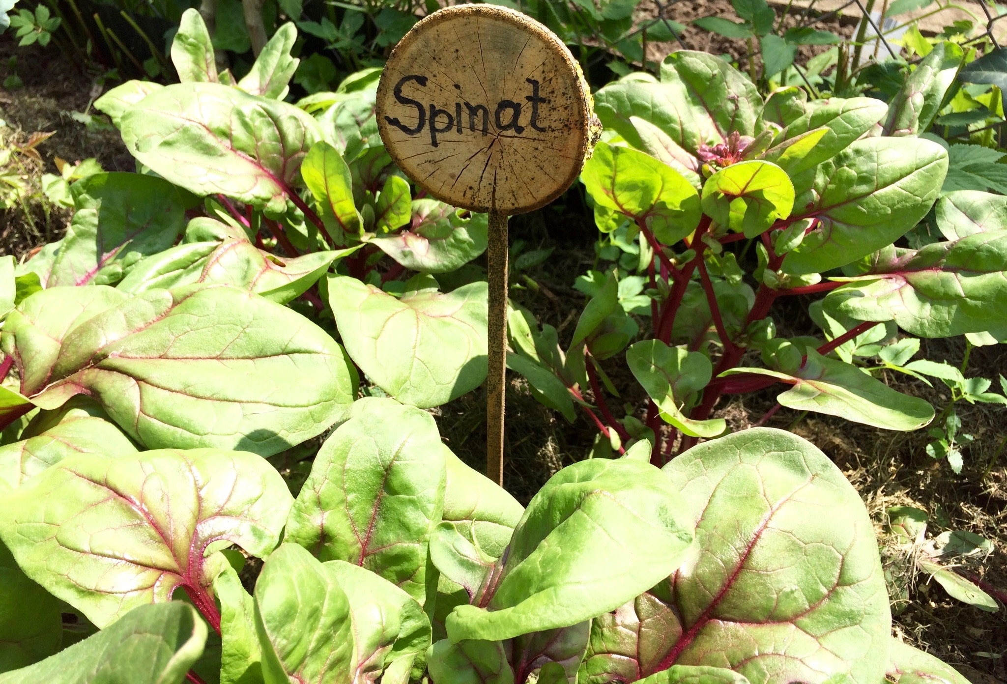 Powerspinat: Spinat, Brennnessel &amp; Giersch — Gesund mit Natur