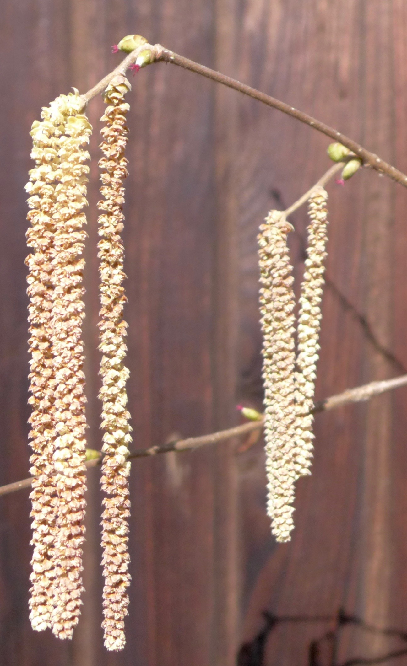 Männliche Kätzchenblüten mit zarten roten weiblichen Blüten die aus den Knospen heraus wachsen.