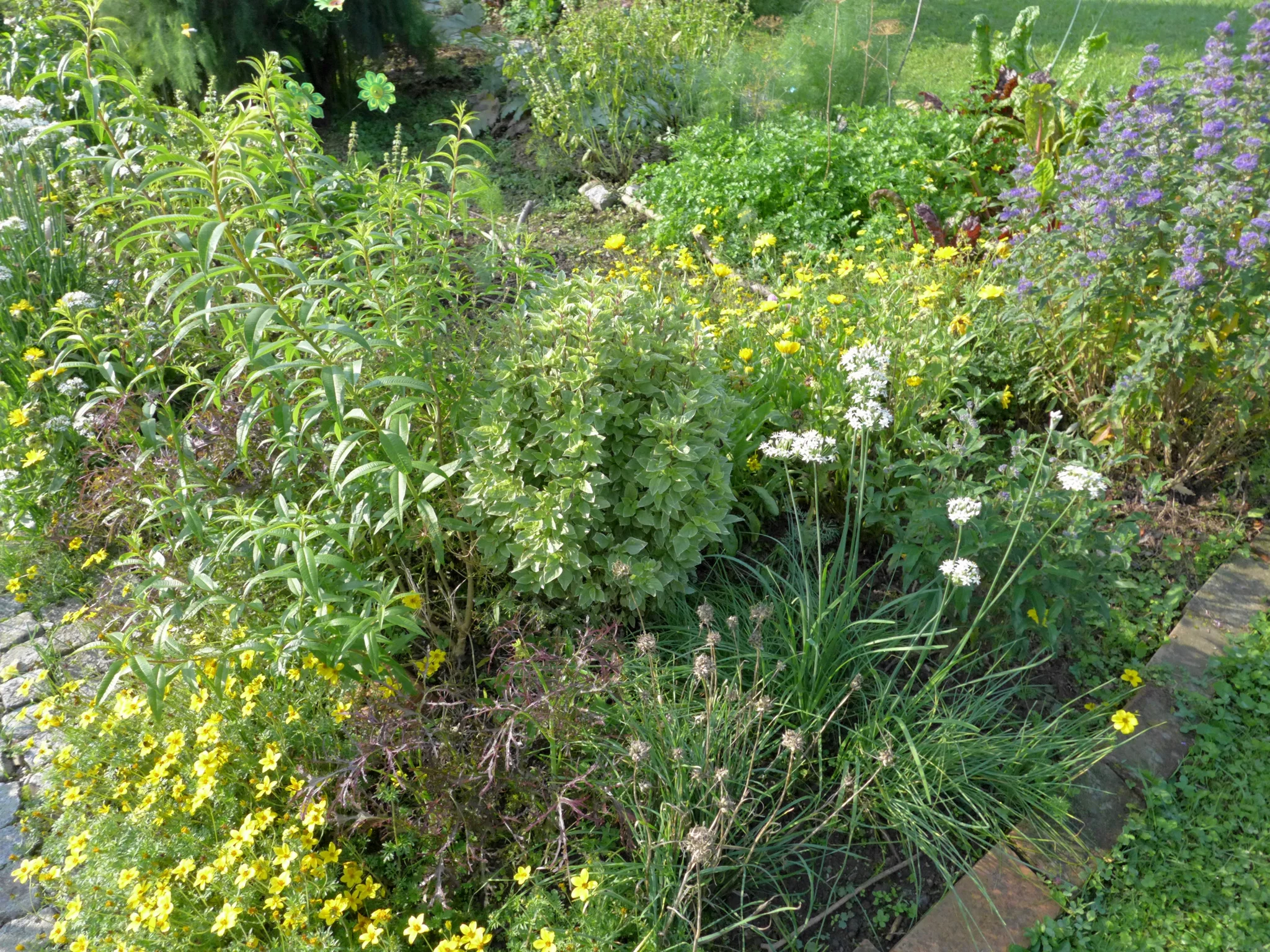 Der Pestobasilikum vor der Ernte im Garten