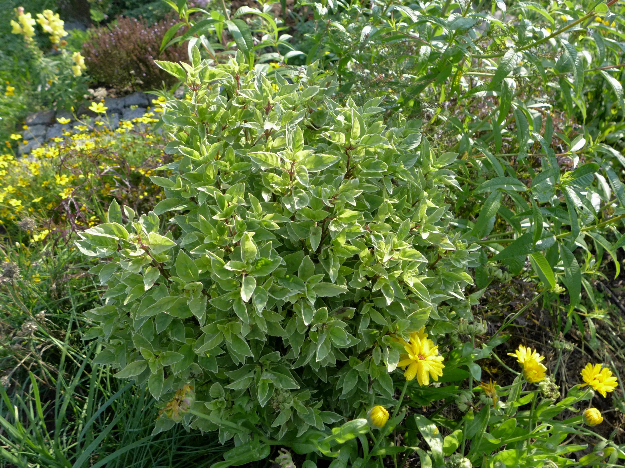 L1060032.jpg