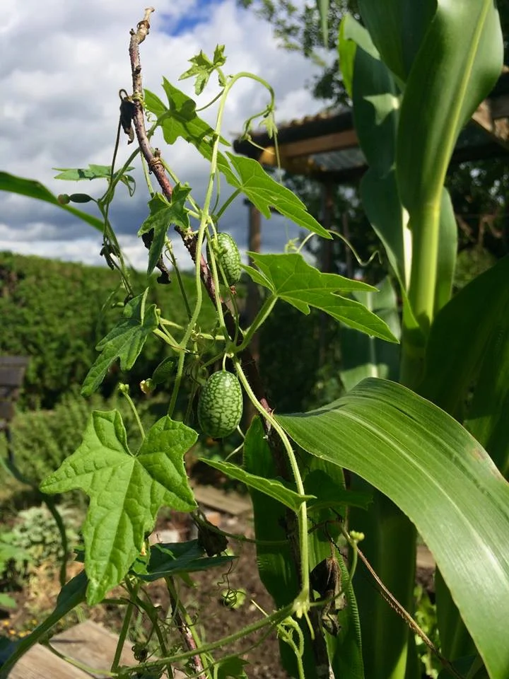 Mexikanische Minigurke Liebling bei Groß & Klein — Gesund mit Natur