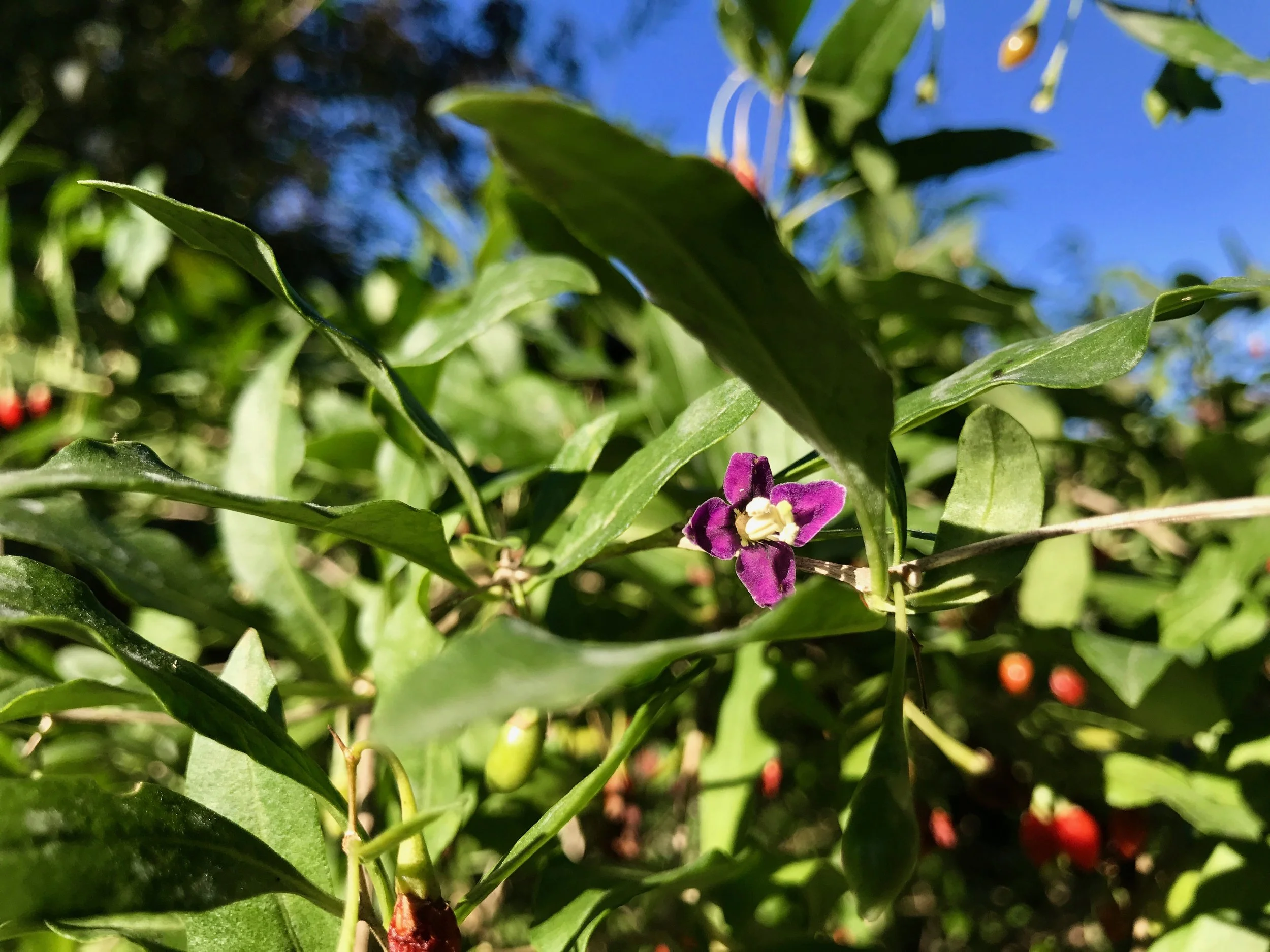 Die Blüten vom Gojibeer Strauch blühen in einem wunderschönen lila.
