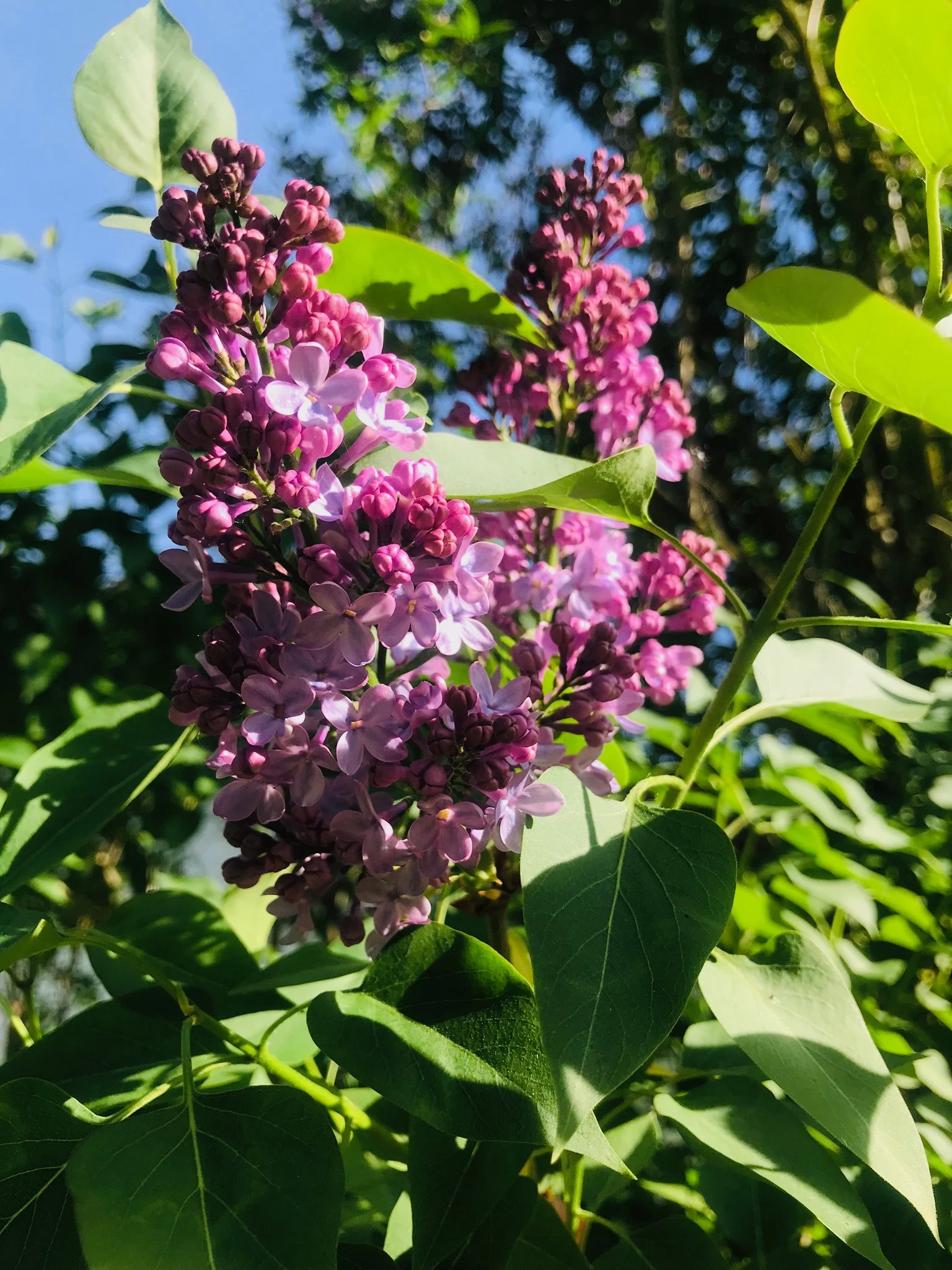 IMG_1136.jpeg