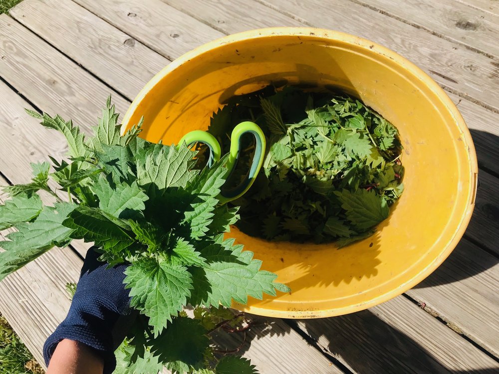 Brennnesseljauche selber machen — Gesund mit Natur