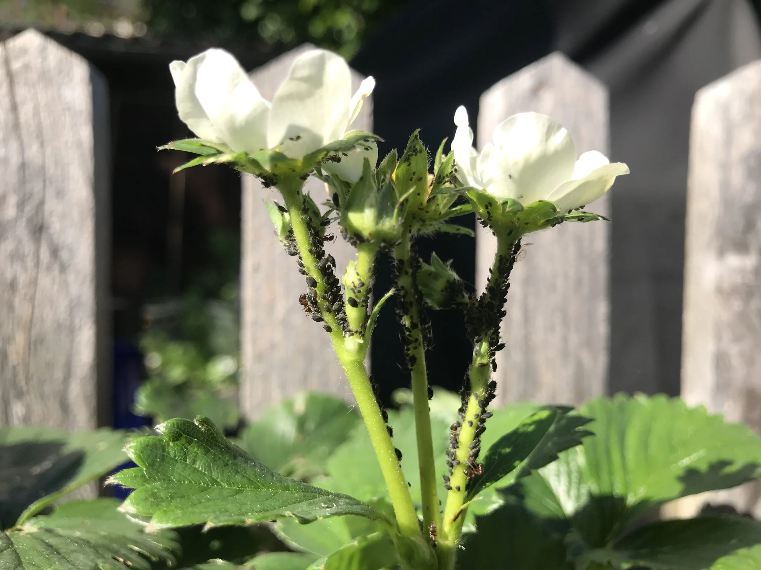 IMG_7076.jpeg