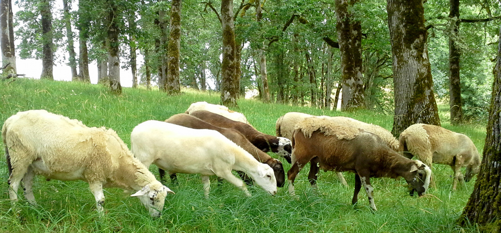 Free range lambs grazing underneath an oak grove.