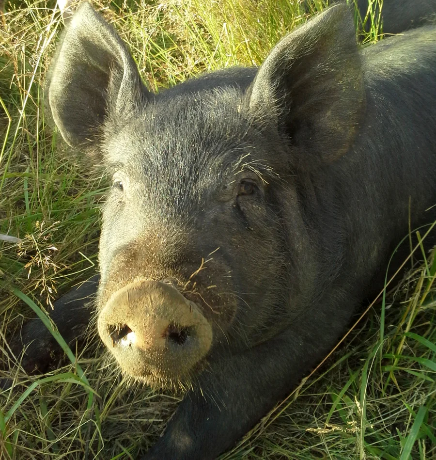 Pastured Pigs