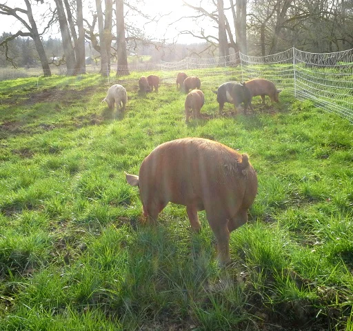 Pastured Pigs