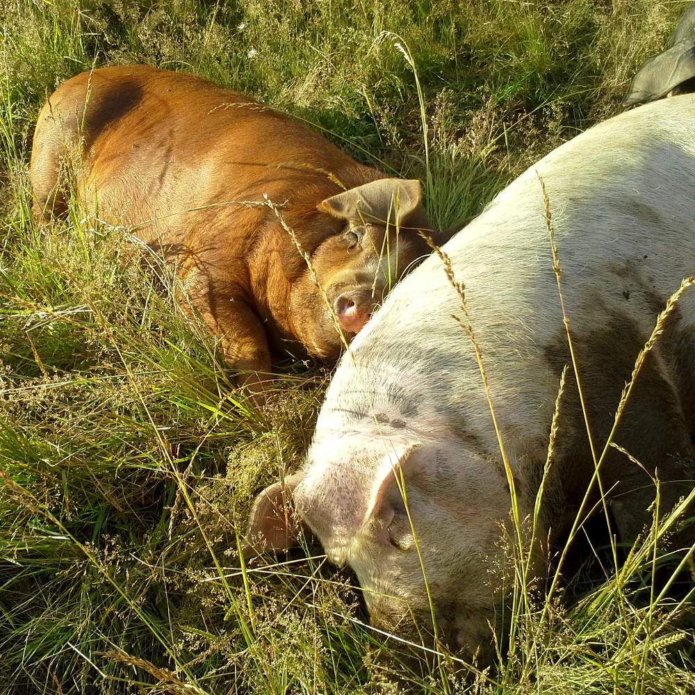 Pastured Pigs