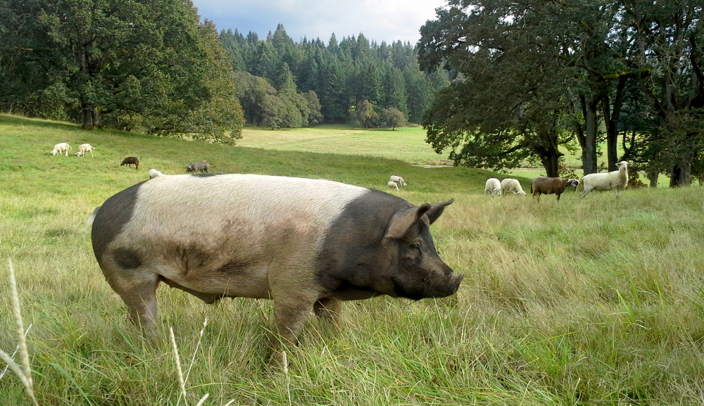 Free range pigs and lambs on a hilly pasture with oak trees.