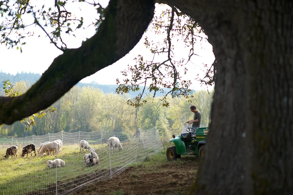 Setting up electric netting fence to move a herd of sheep to a new section of pasture with an oak tree in the foreground.