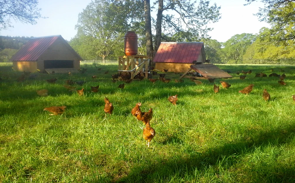Pastured Chickens