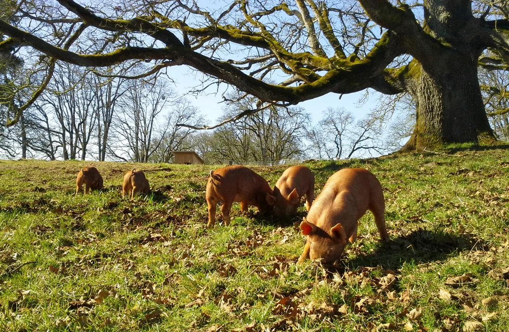 Pastured Pigs