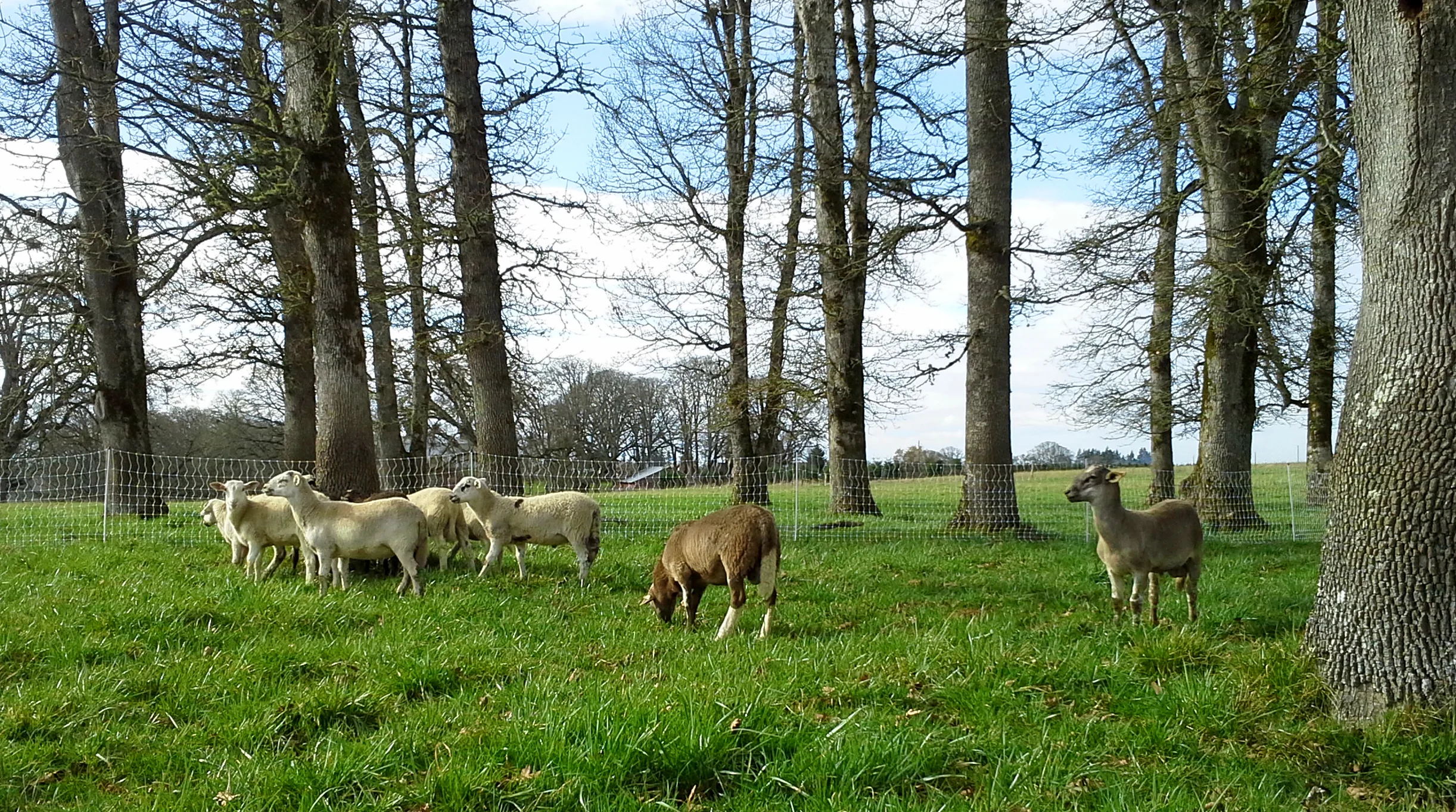 Pastured Sheep