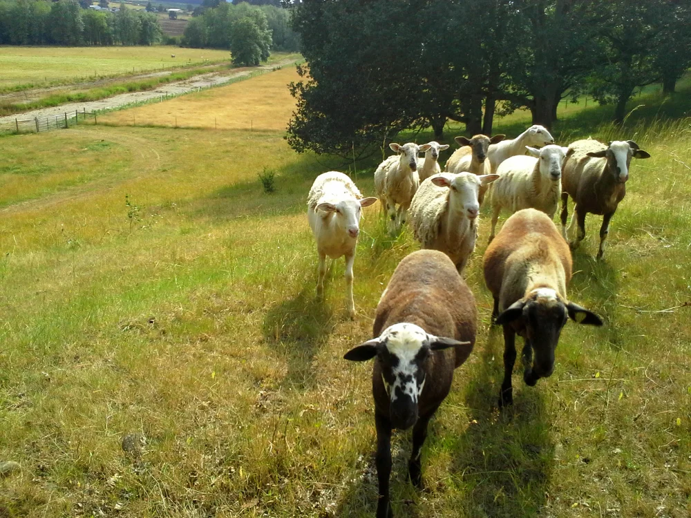 Pastured Sheep