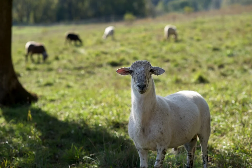 Pastured Sheep
