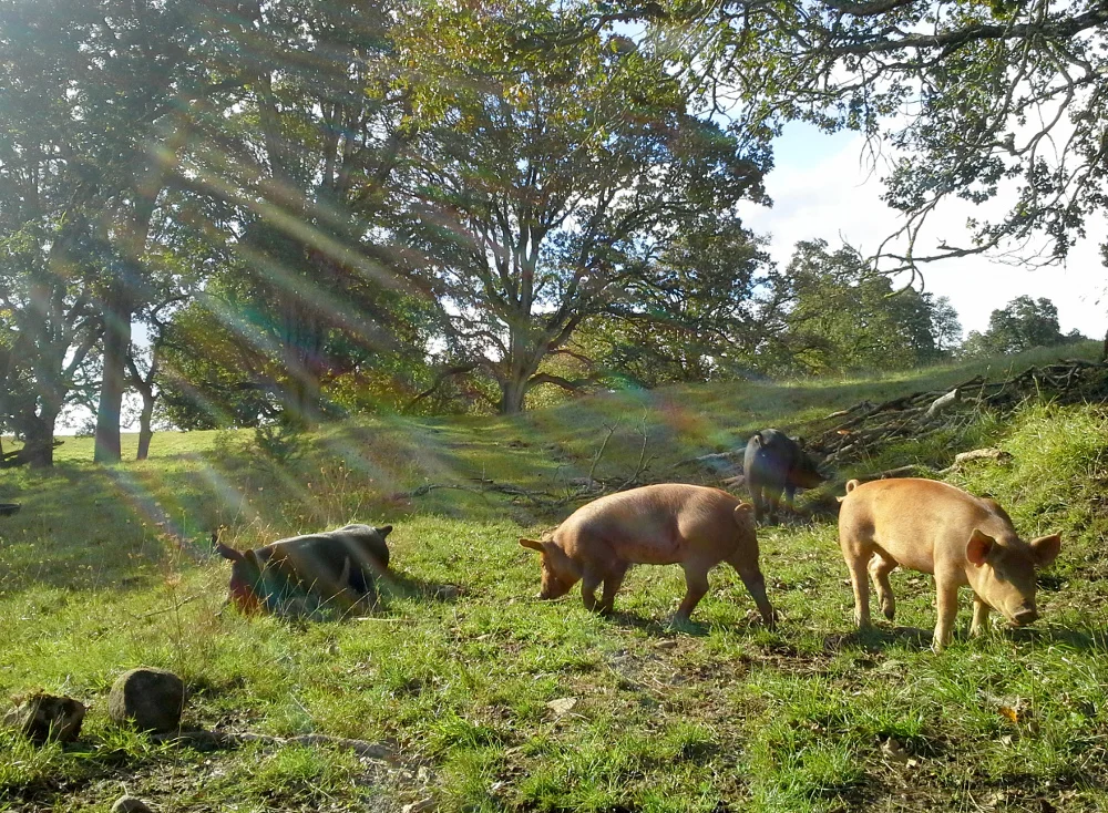 Pastured Pigs