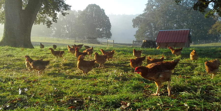 Pastured Chickens