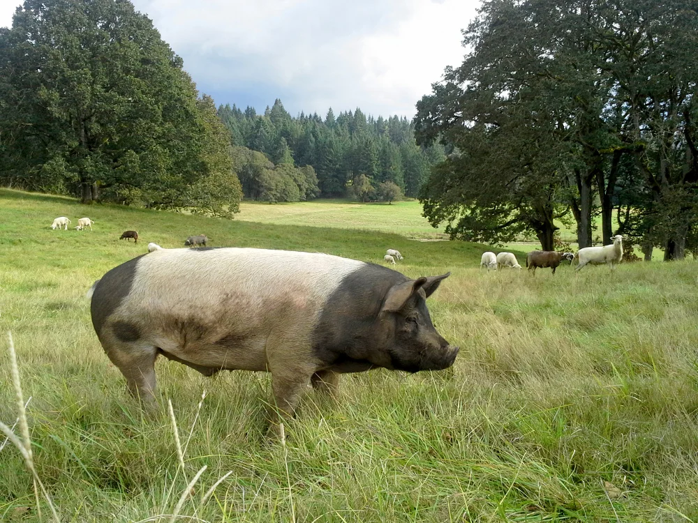 Pastured Pigs