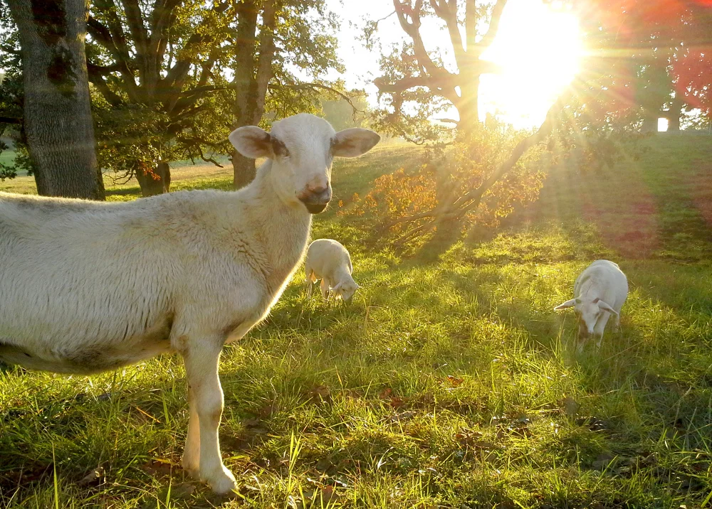 Pastured Sheep