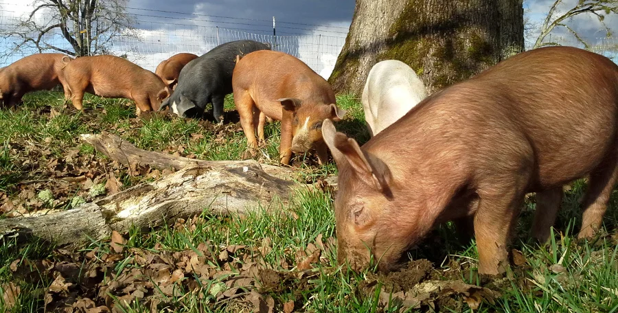 Pastured Pigs.jpg