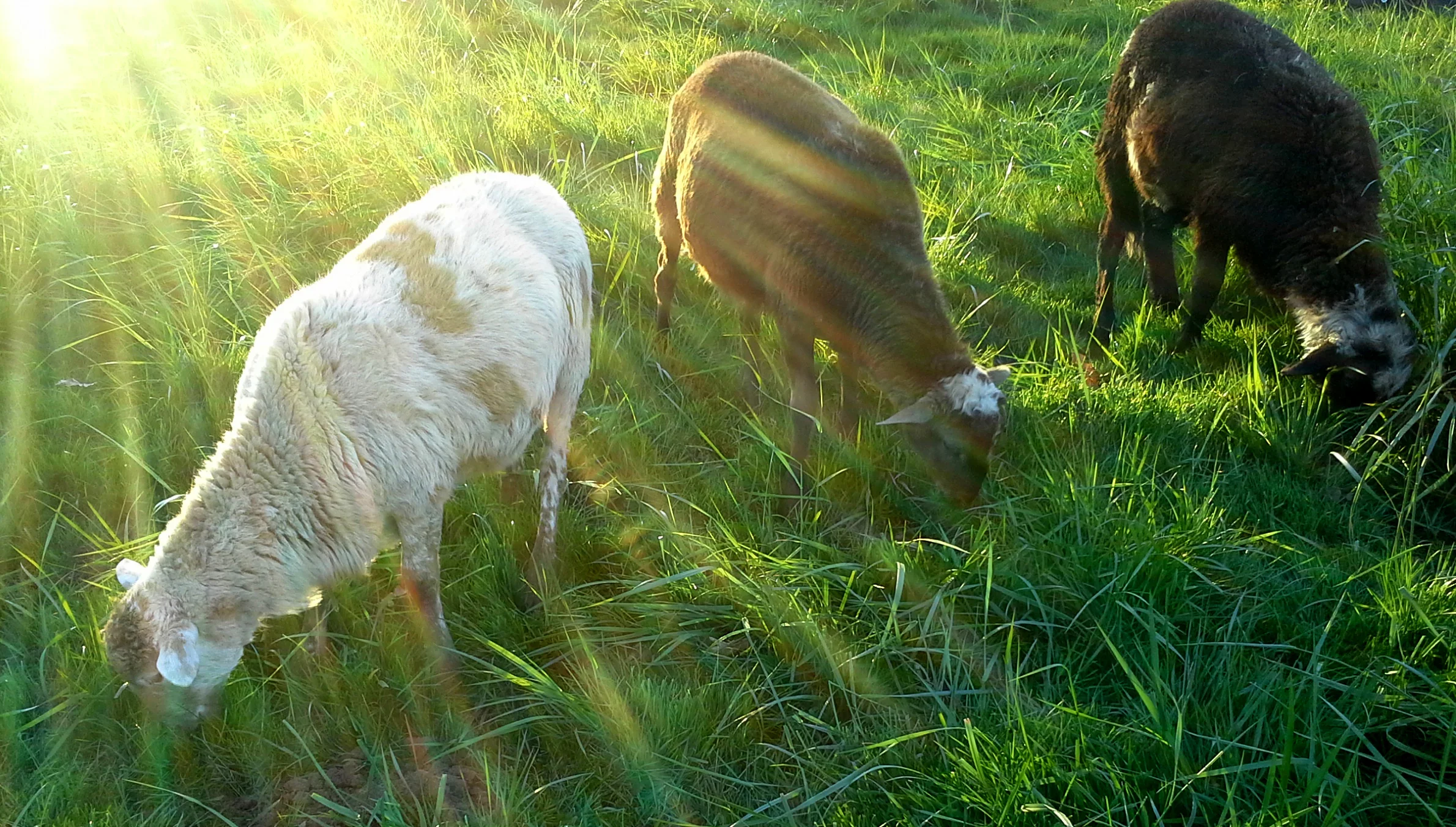 Lambs in Grass.jpg