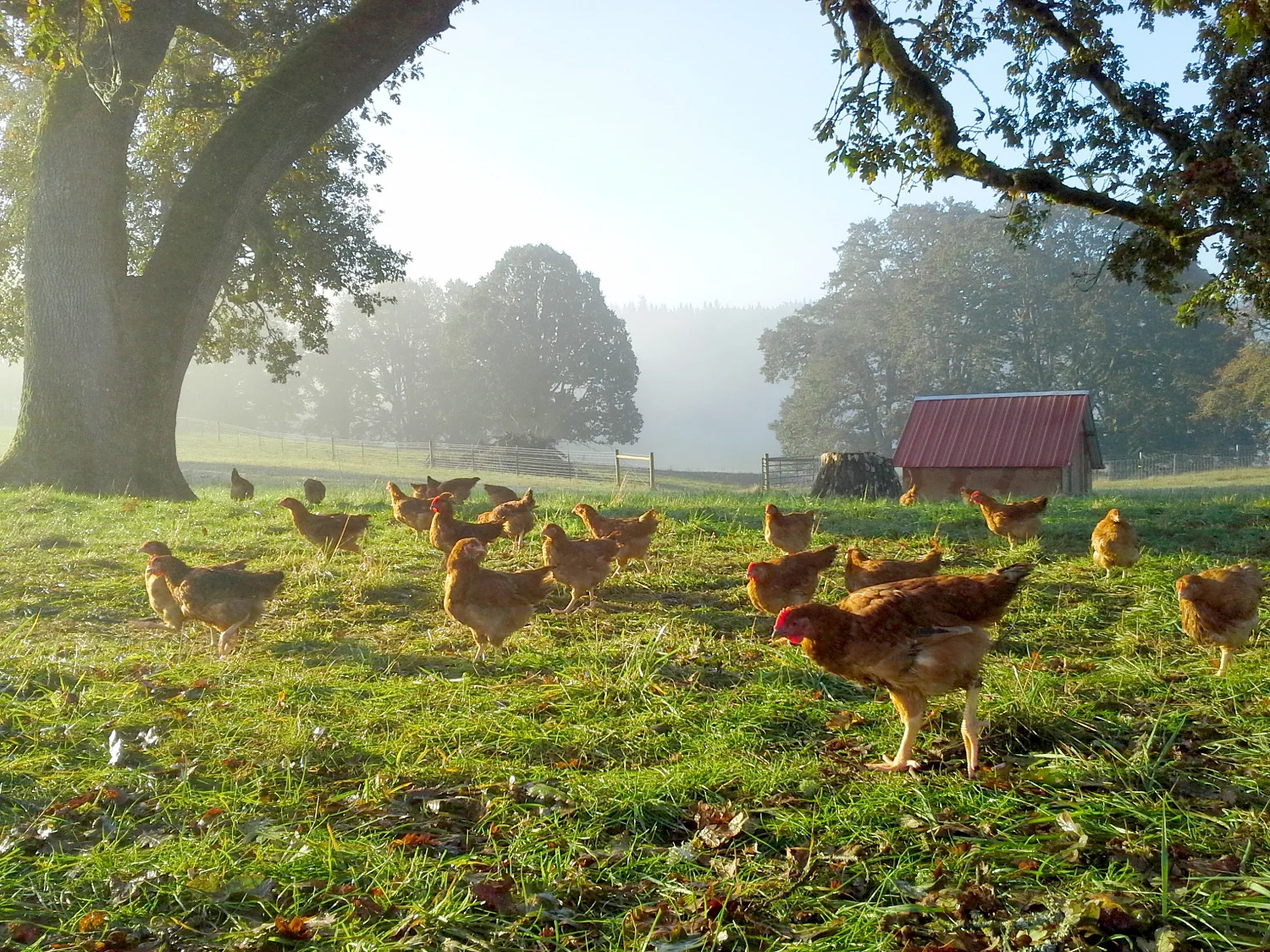 Chickens on Pasture.JPG