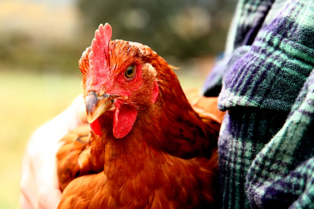 Portrait of a Red Ranger chicken being held.