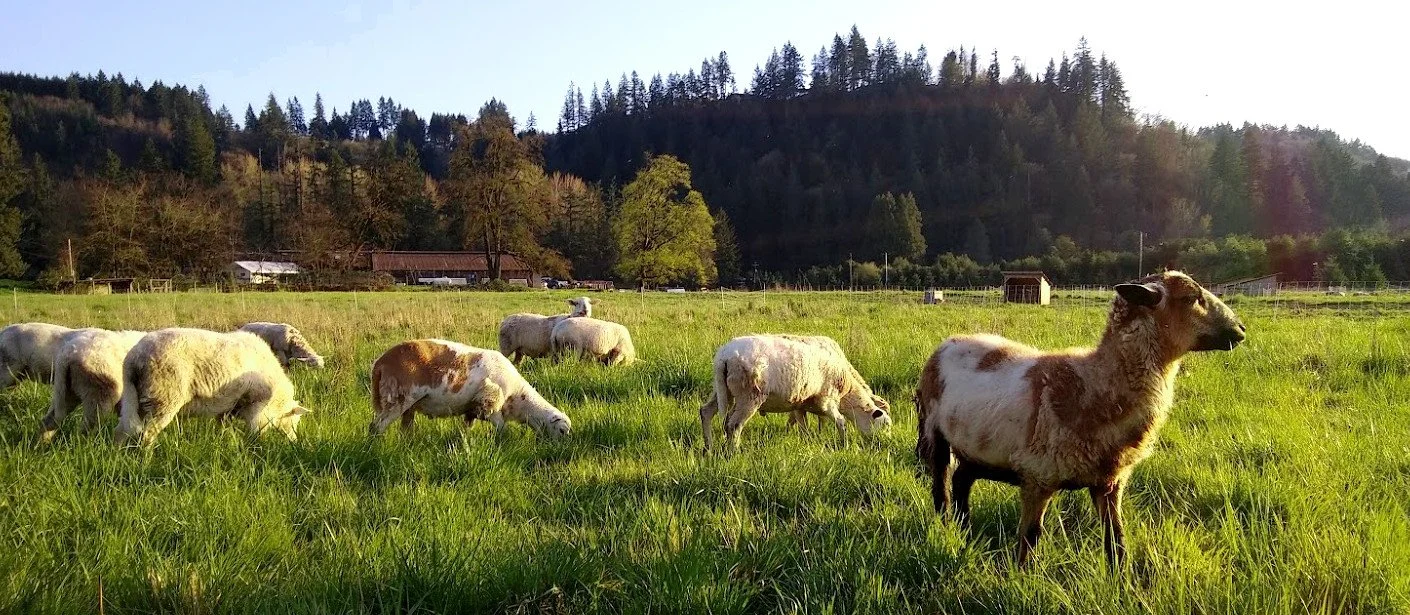 Free range lambs on grass pasture at Moomaw Family Farm.