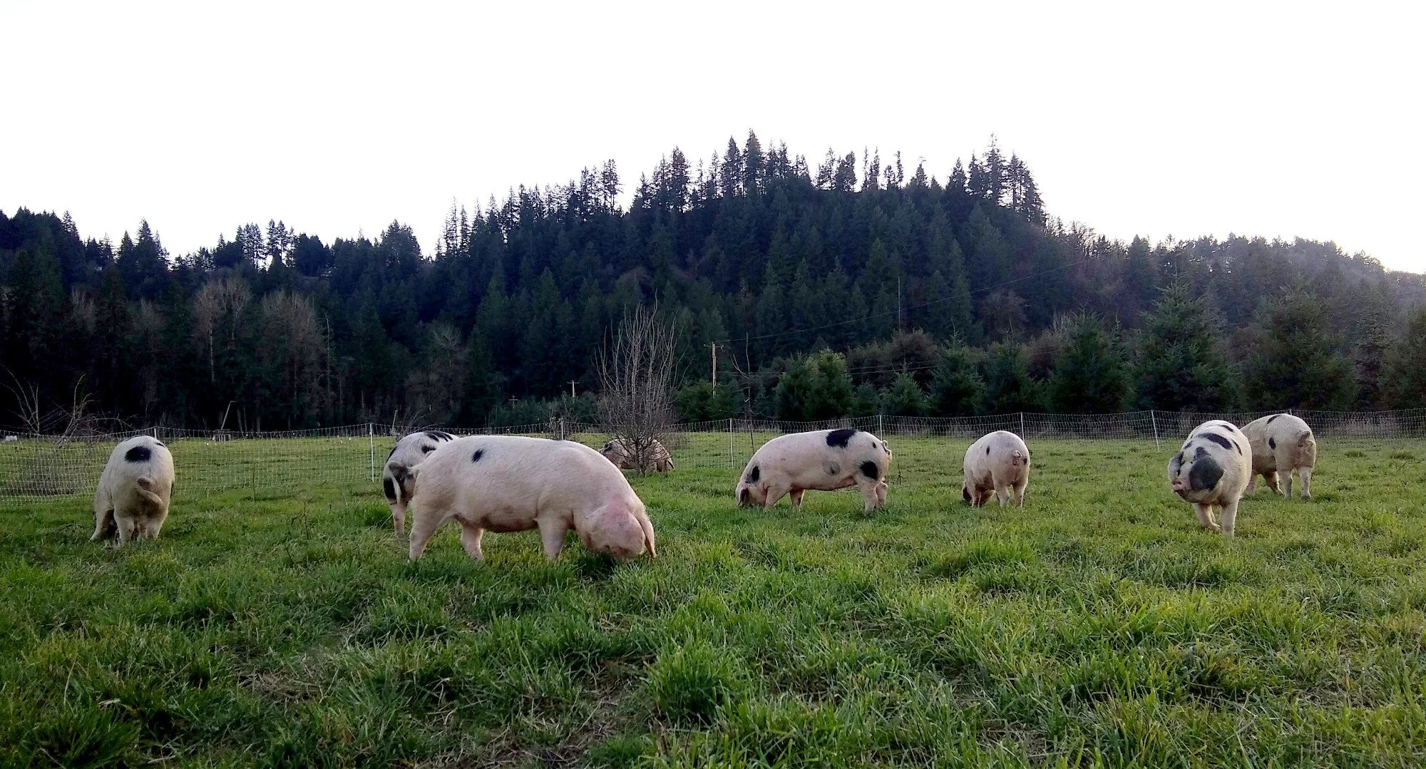 Pigs On Pasture.jpg