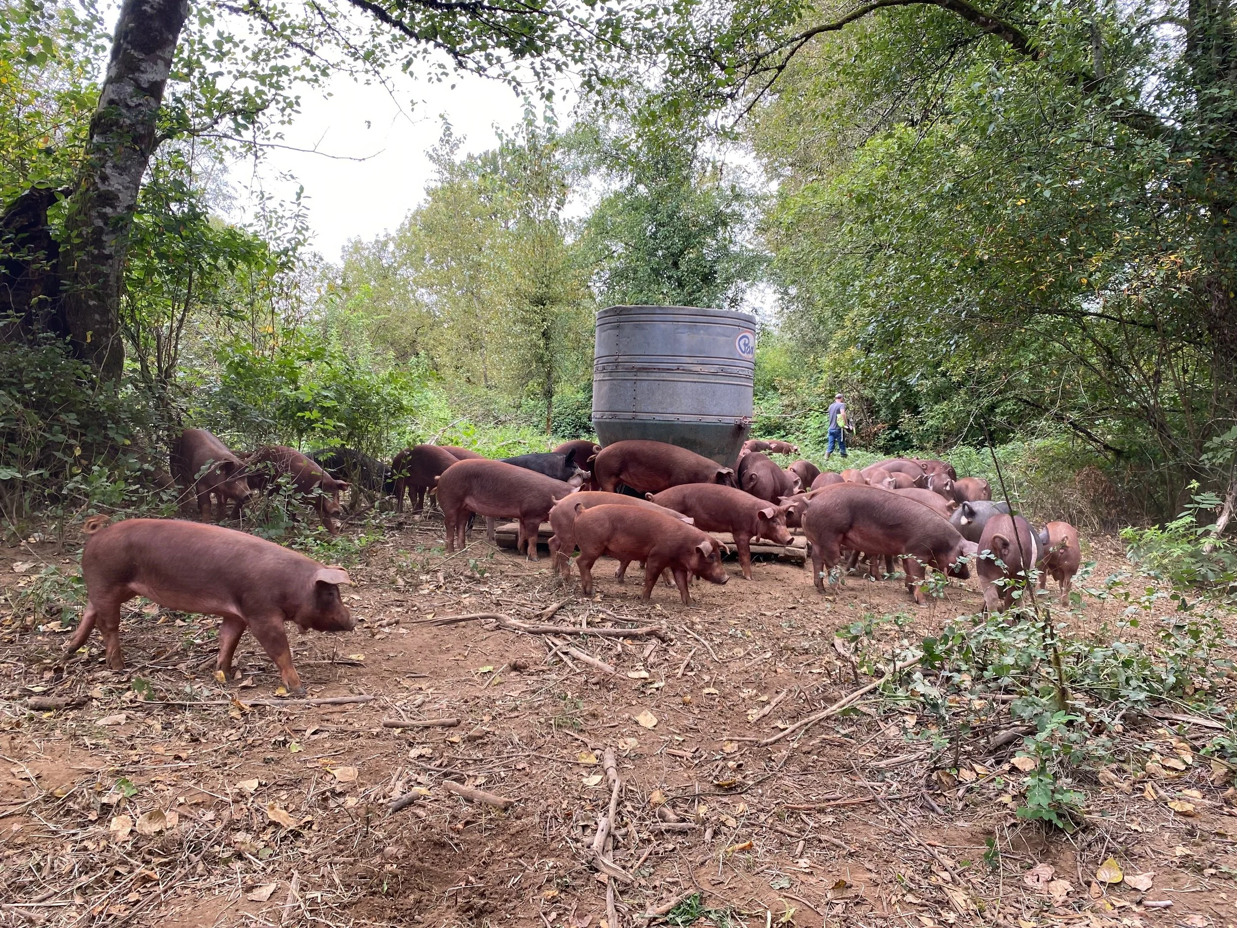 Heritage pigs in wooded pasture