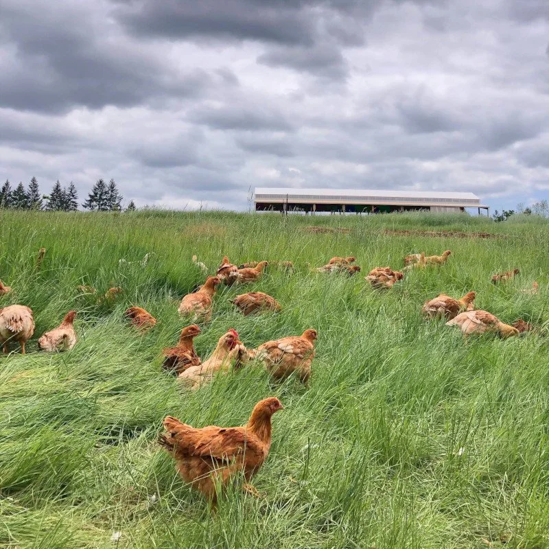 Chickens in grass pasture