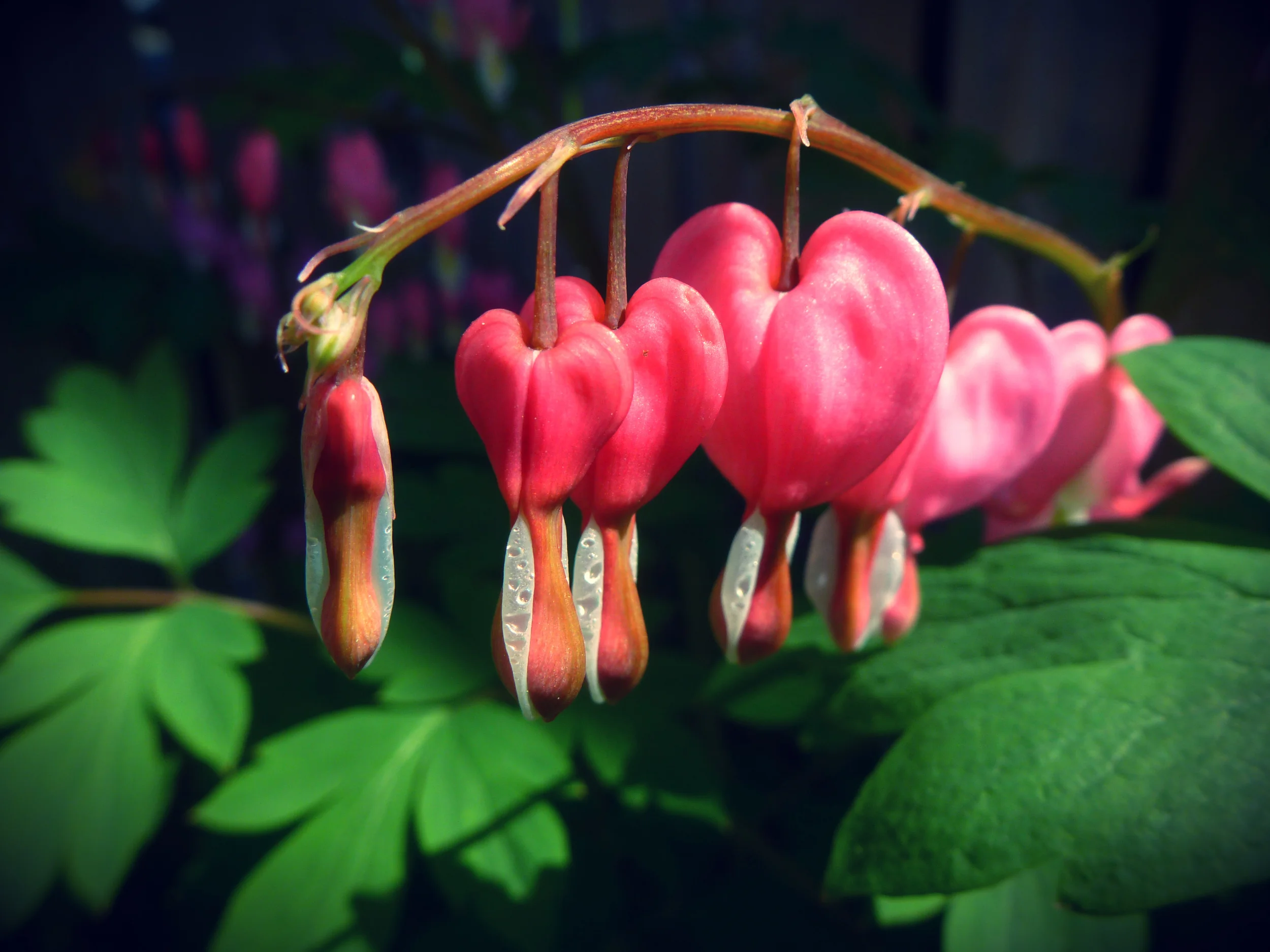 bleeding heart