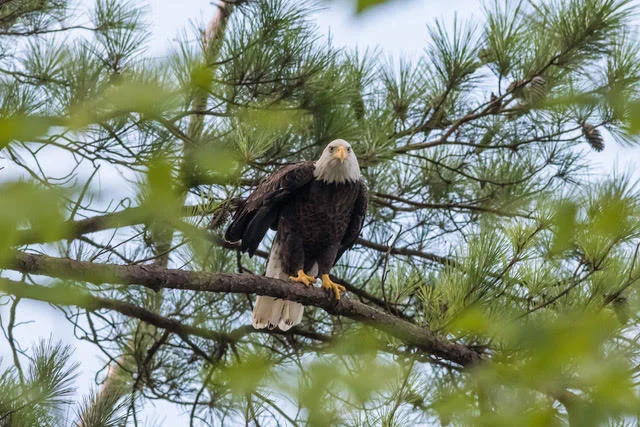 Eagles are a common sight during class!