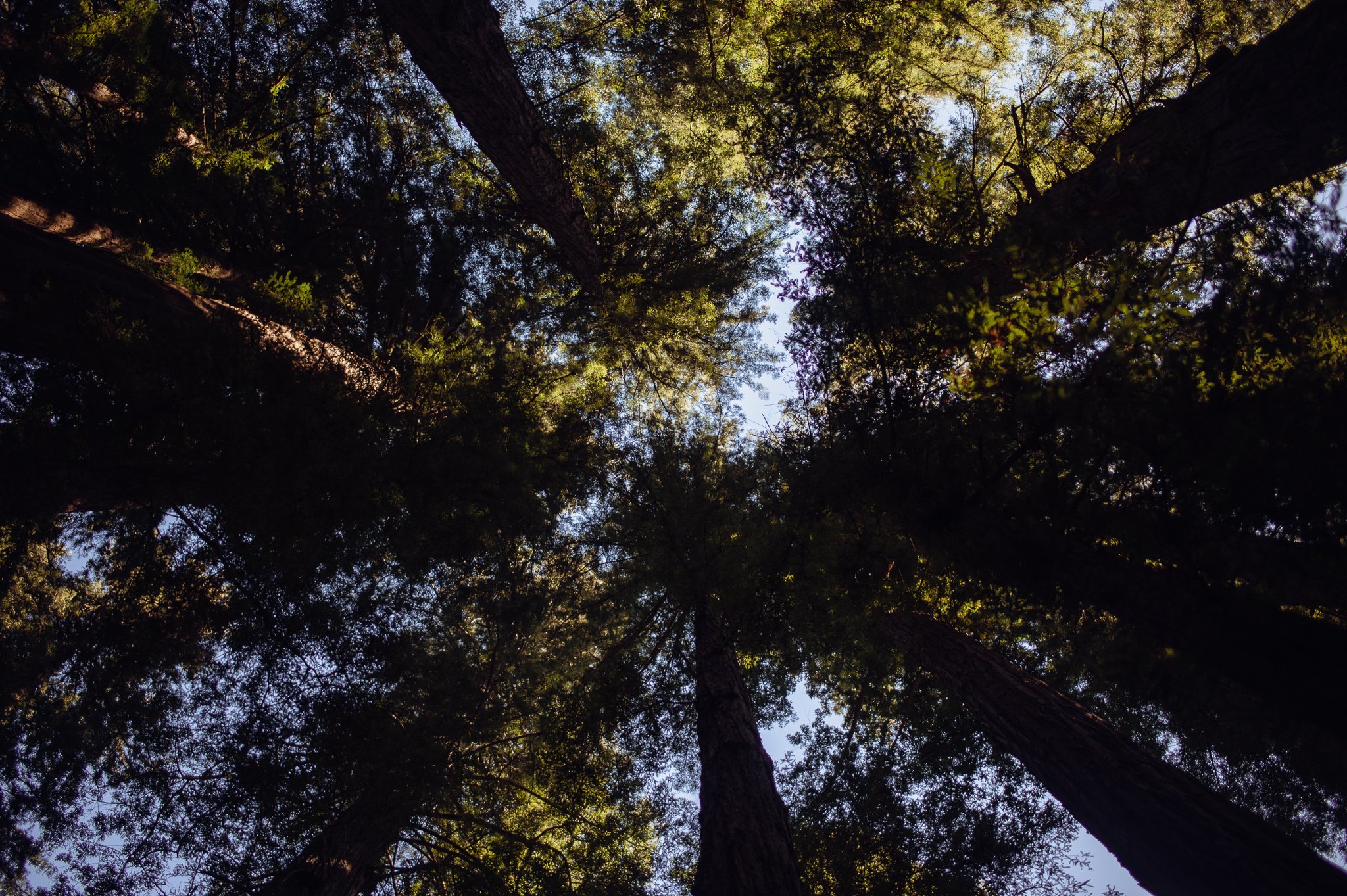 Looking up redwoods.jpg