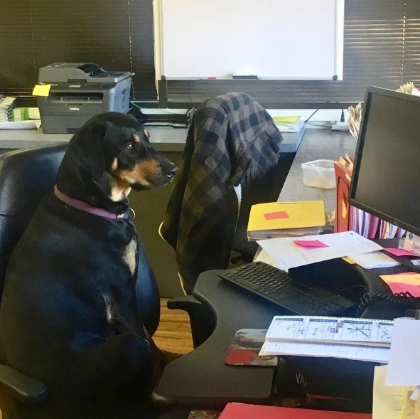 Management Team