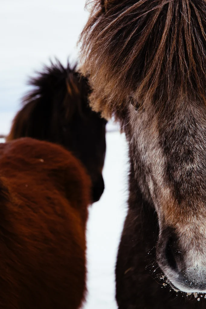 Iceland-7734.jpg