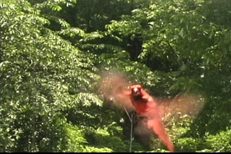 Pattern Recognition video still, two channel video animation, 2006