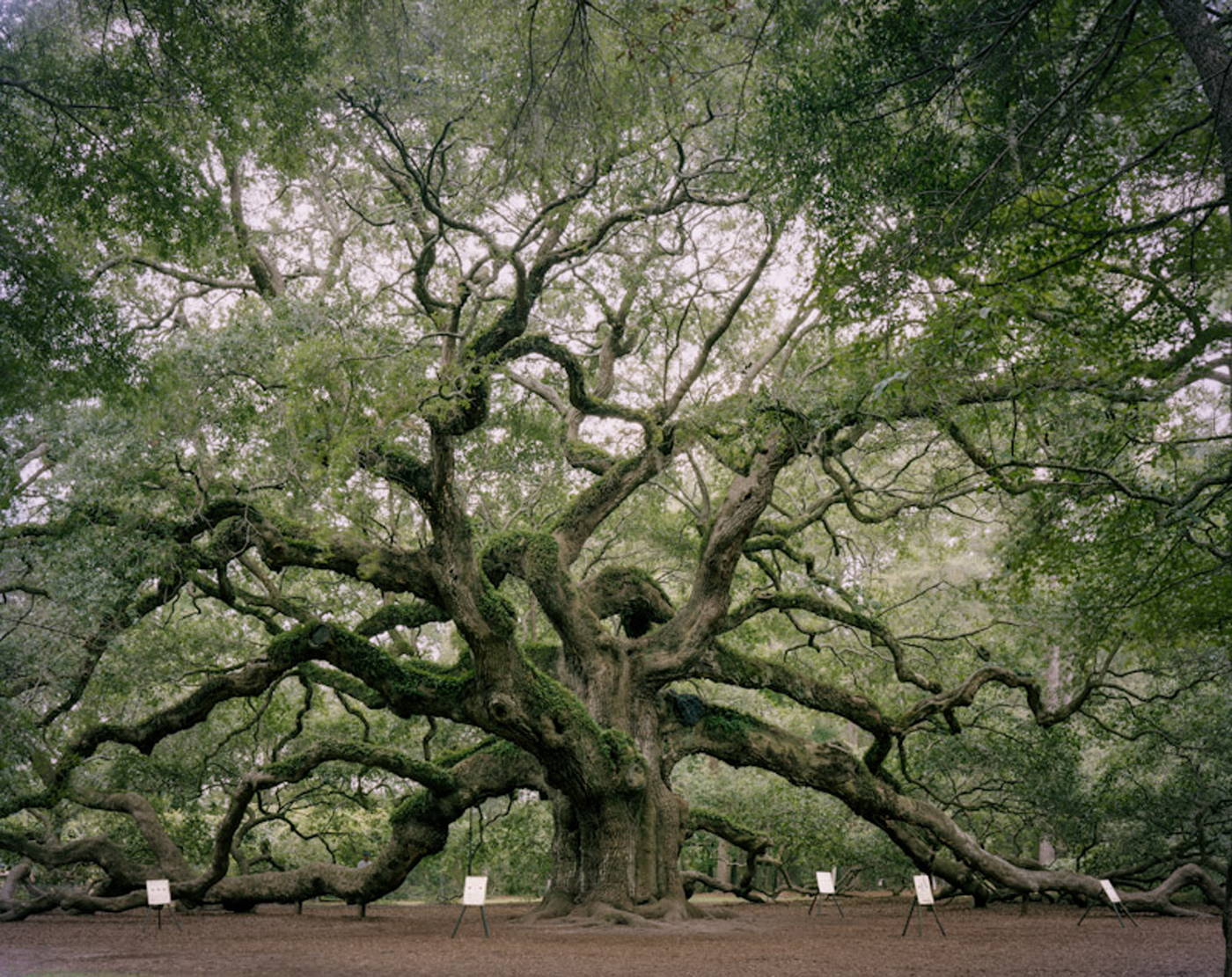 Angel Oak. Johns Island, South Carolina 2011, archival pigment print