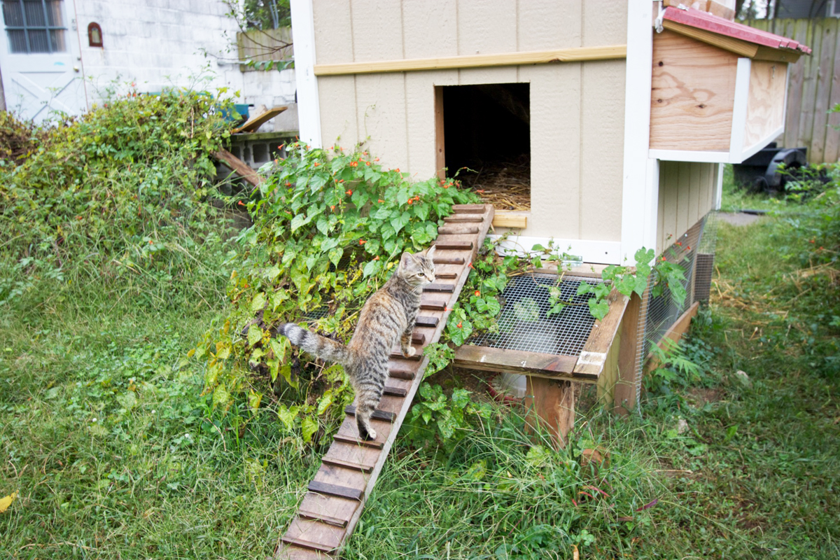 Haston's studio mate approaches the chicken coop visible from his studio (upper left)