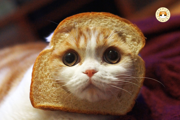 breadcat.jpg