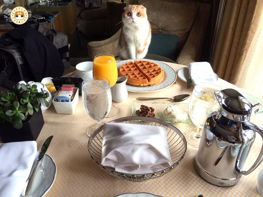 Adventure in Hollywood