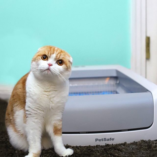 Thanks to @PetSafe ScoopFree Self-Cleaning Litter Box my pawrents never have to scoop litter again! It automatically rakes away waste so you don't have to touch it, see it, or smell it.

#LiveScoopFree #ad