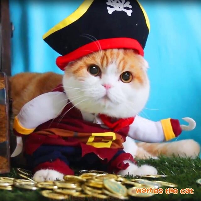 What would my pirate name be ? Jack s&rsquo;Pawroar ? Mewbeard ?