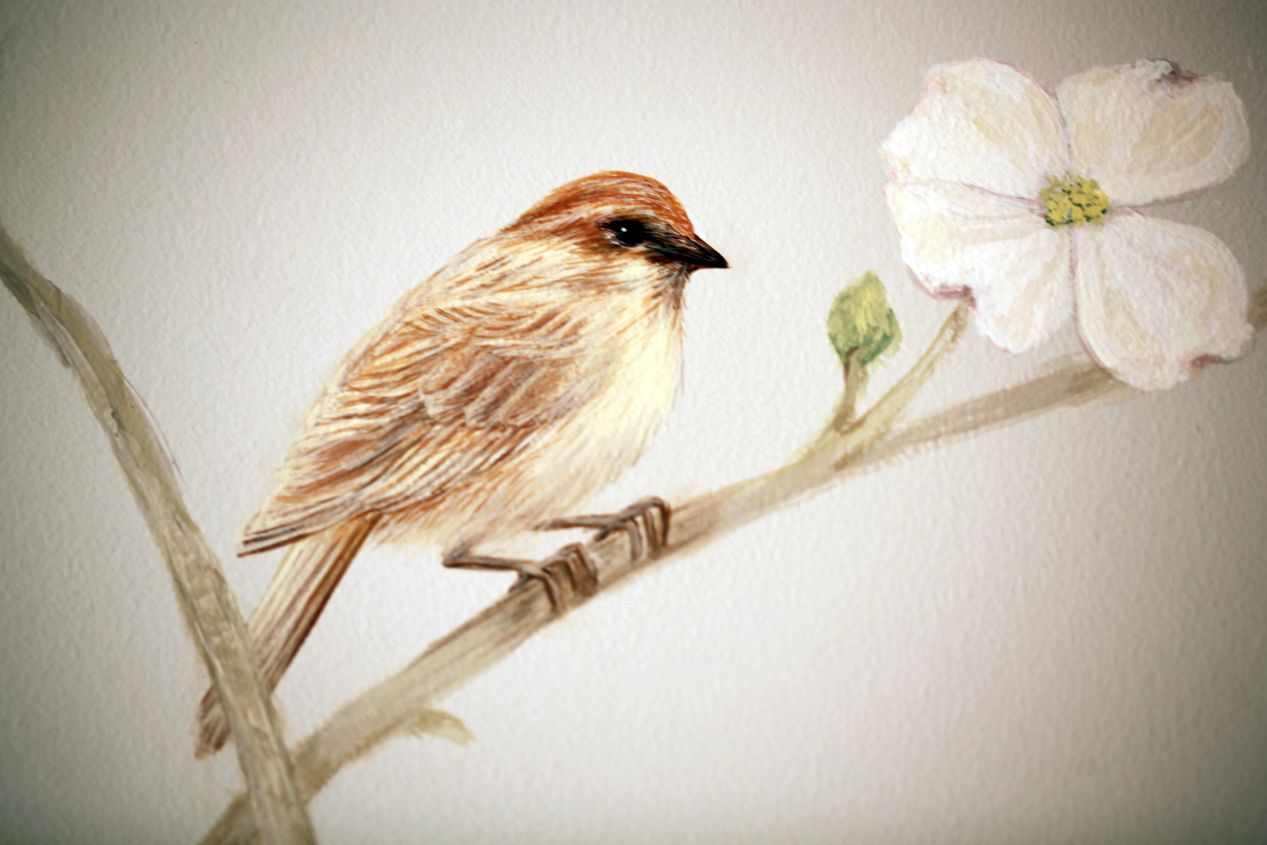 Warbler in dogwood.jpg