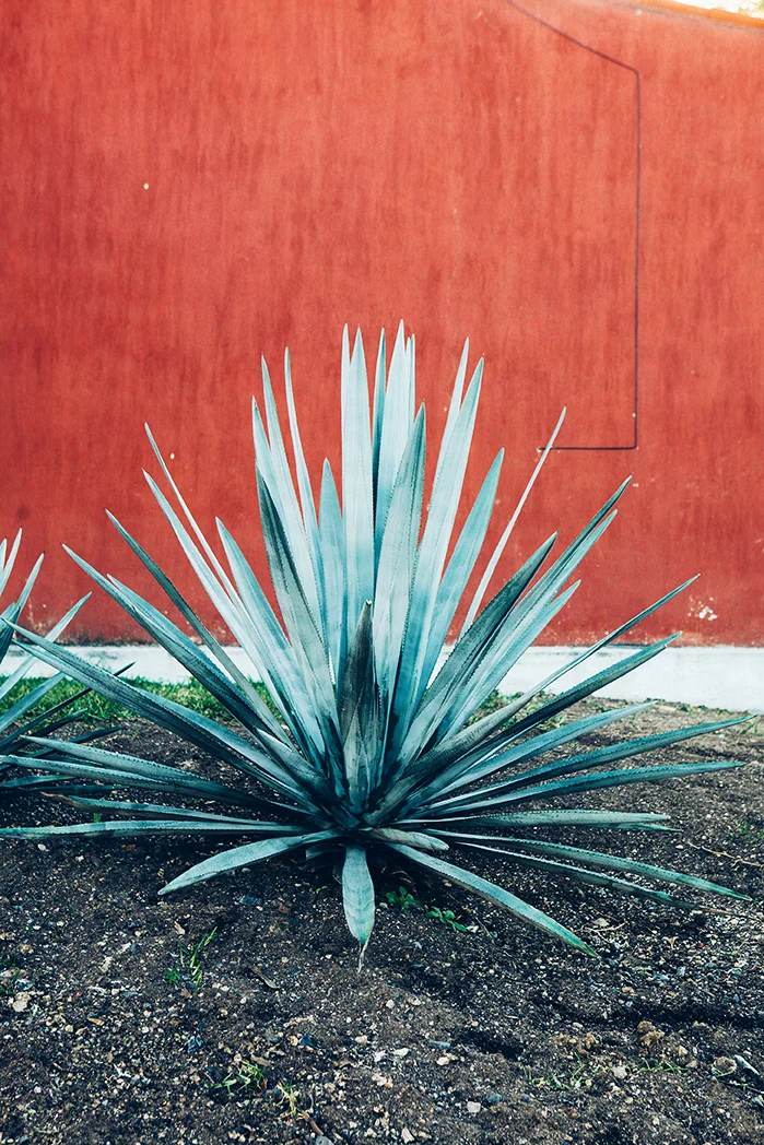 - Guadalajara, MX -